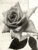 Mrs. F. F. Thompson rose photo
