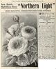 Northern Light rose photo