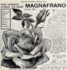 Magnafrano rose photo