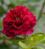 Boule de Feu rose photo