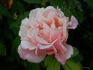 Caramella rose photo