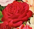 Magnafrano rose photo