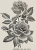 Sunrise rose photo