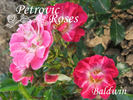 Baldwin rose photo