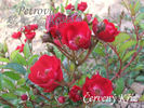 Červený Kříž rose photo