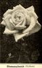 Blumenschmidt rose photo