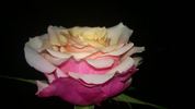 Cherry Brandy 85 ® rose photo