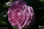 Anna Alexieff rose photo