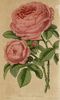 Gloire de Parthenay rose photo