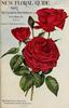 Magnafrano rose photo