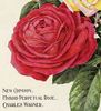 Charles Wagner rose photo