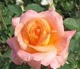 Seventh Heaven rose photo
