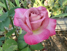 The Temptations ™ rose photo