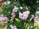 Princesse Louise rose photo