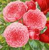 Pink Soupert rose photo