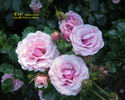 Evy rose photo
