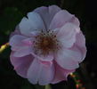 April Mooncrest rose photo