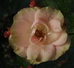Greensleeves rose photo