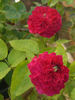 Great Balls Of Fire rose photo