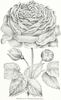 Marshall P. Wilder rose photo