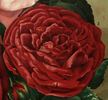 Marshall P. Wilder rose photo