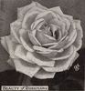 Beauty of Rosemawr rose photo