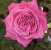 Eden Rose rose photo