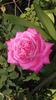 Eden Rose rose photo
