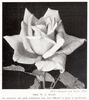 Mrs. William C. Egan rose photo