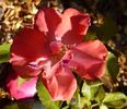 Lipstick rose photo