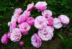 Cotorrita Real rose photo