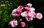 Cotorrita Real rose photo