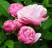 Cotorrita Real rose photo