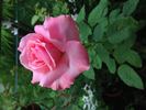 Friendship rose photo
