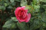 Quo Vadis rose photo