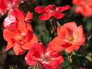 Anna Wheatcroft rose photo