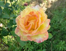 Party Time rose photo
