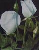 Blanche Mallerin rose photo