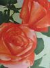 Ankara rose photo