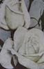 Elisabeth Faurax rose photo