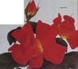 Brasier rose photo