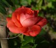 Dee Dee Bridgewater ® rose photo