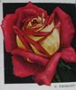 Paul Fromont rose photo
