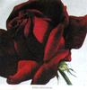 Stefanovitch rose photo
