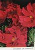 Duchess of Windsor rose photo