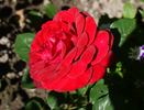 Charlottenburg rose photo