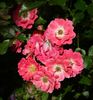 Inge Schubert rose photo