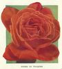 André le Troquer rose photo