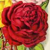 Duke of Connaught rose photo