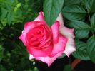 Keepsake rose photo
